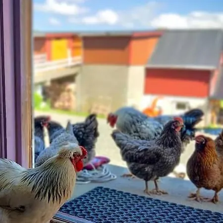 Cosy Farmhouse With Fjord View 度假居